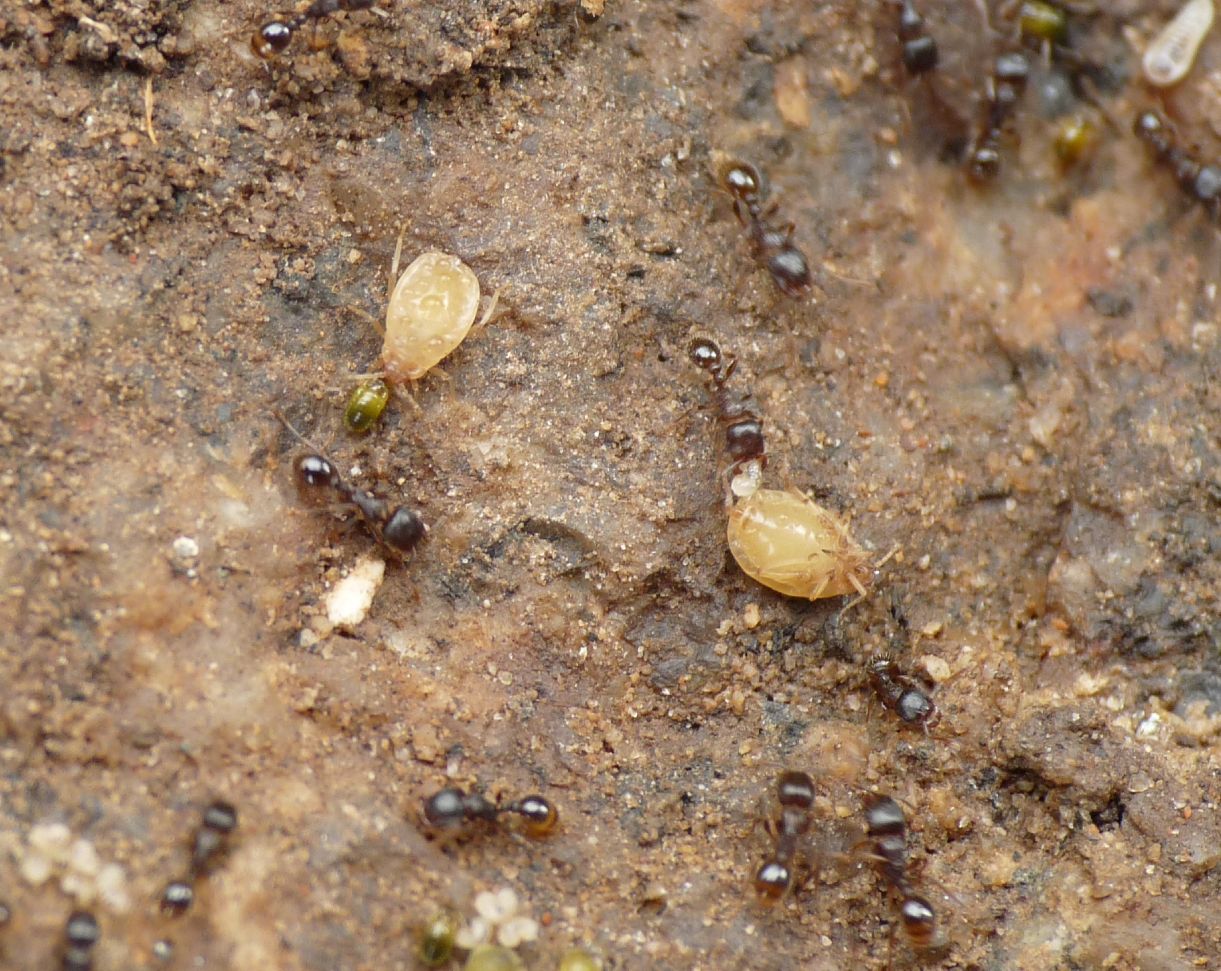 Aphididae ospiti delle formiche Tetramorium : Paracletus cimiciformis